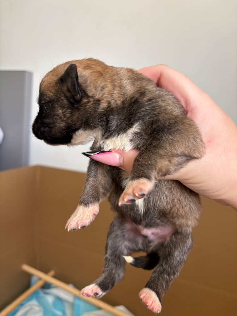 Bull-Herder for sale | 6 boys | 4 Girls