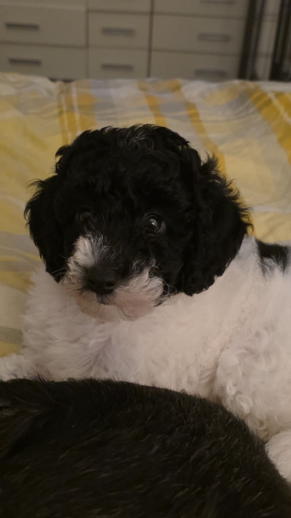 Last poodle x cockapoo