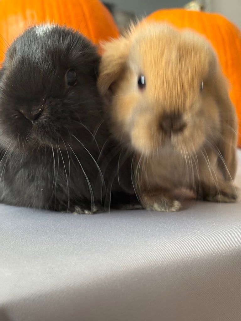 Pure mini lops