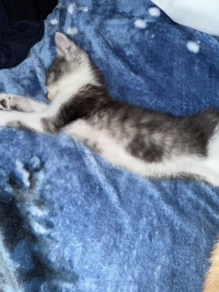 Kittens 
