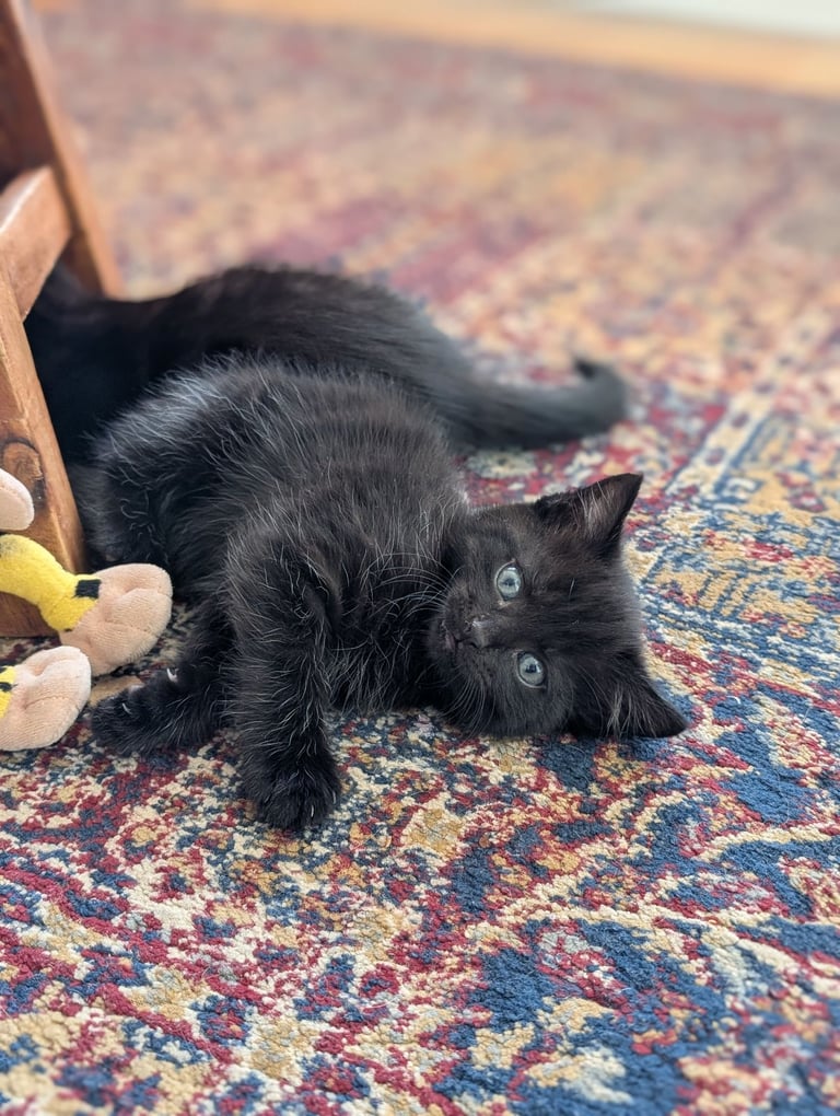 Adorable kittens looking for new homes