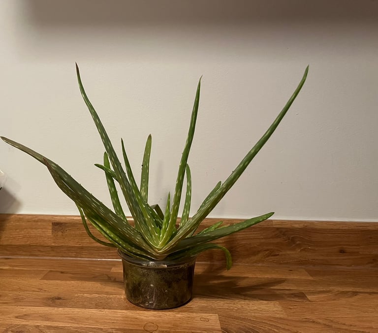 Aloe vera in London | Stuff for Sale - Gumtree