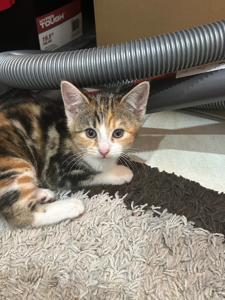 12 week kitten playful deflead, litter trained