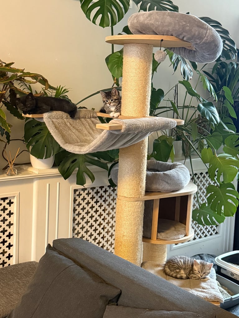 British short hair kittens 