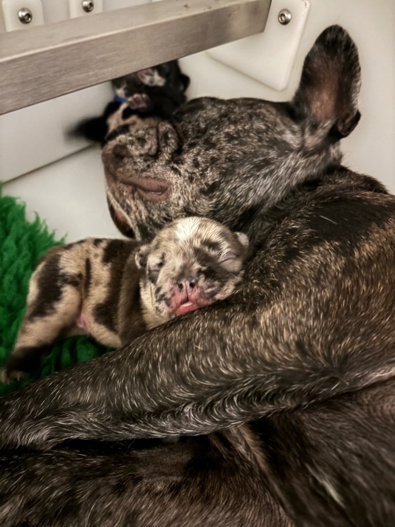 French bulldog puppies 