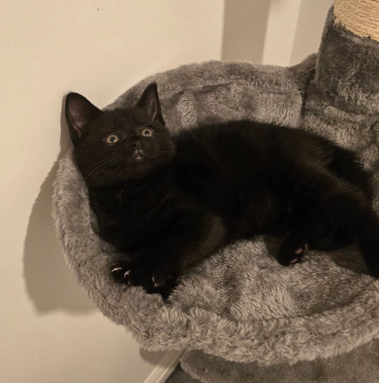 BSH British shorthair kittens  1 black boy