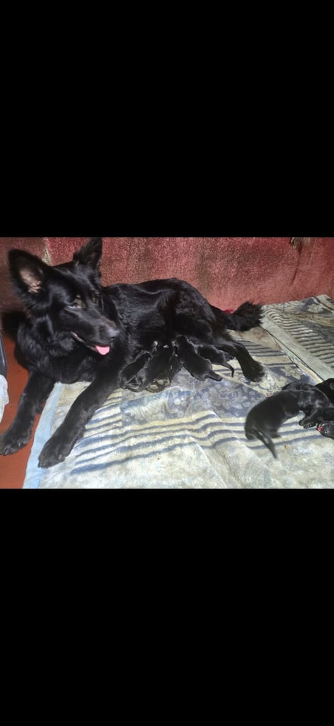 German Shephered puppies