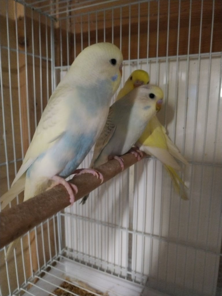 image for Beautiful baby budgies 