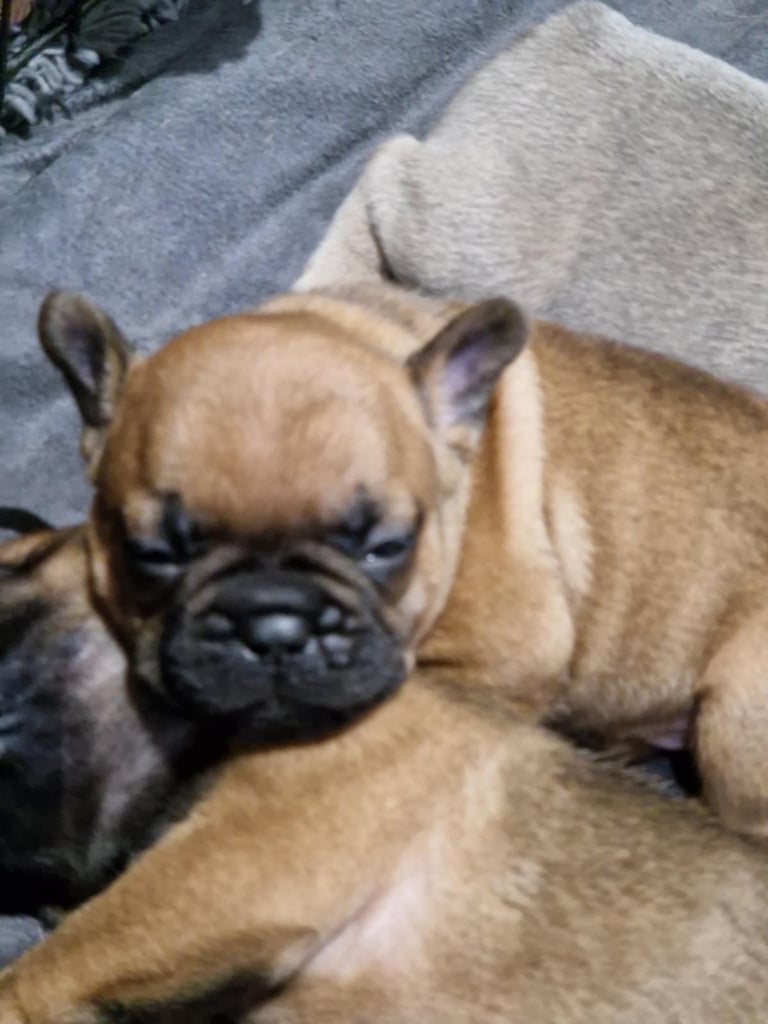 Full pedigree French bulldog puppies