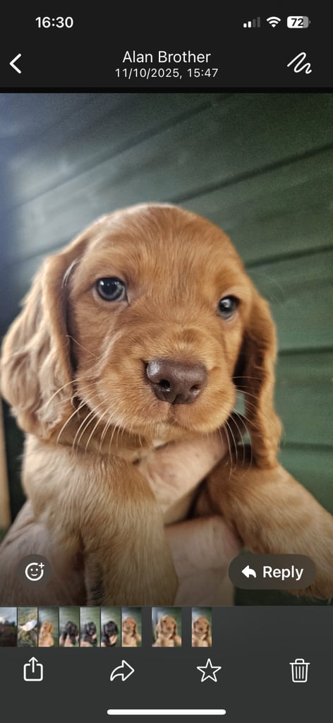 image for Cocker spaniel pups