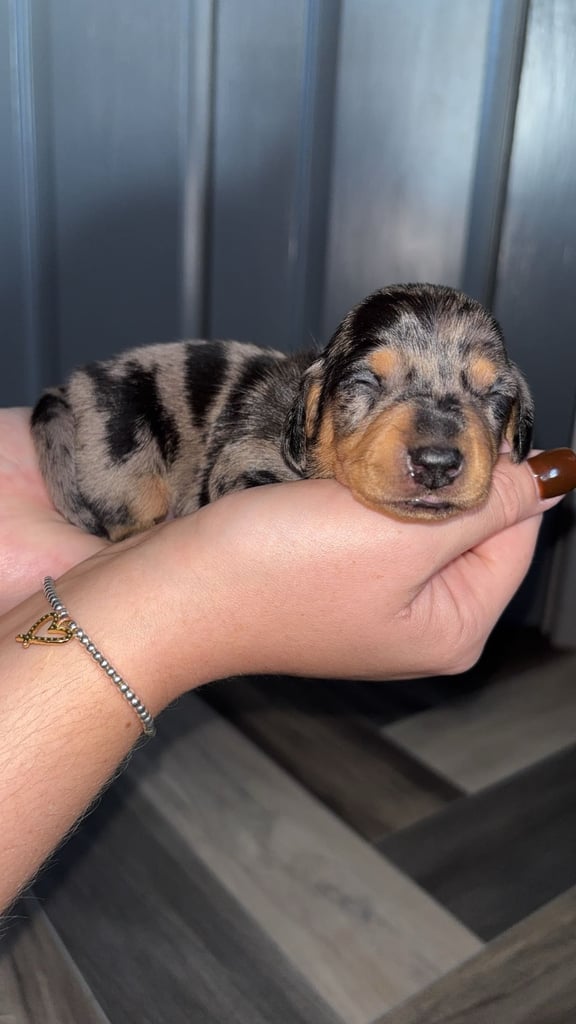 Miniature Dachshund Puppies 