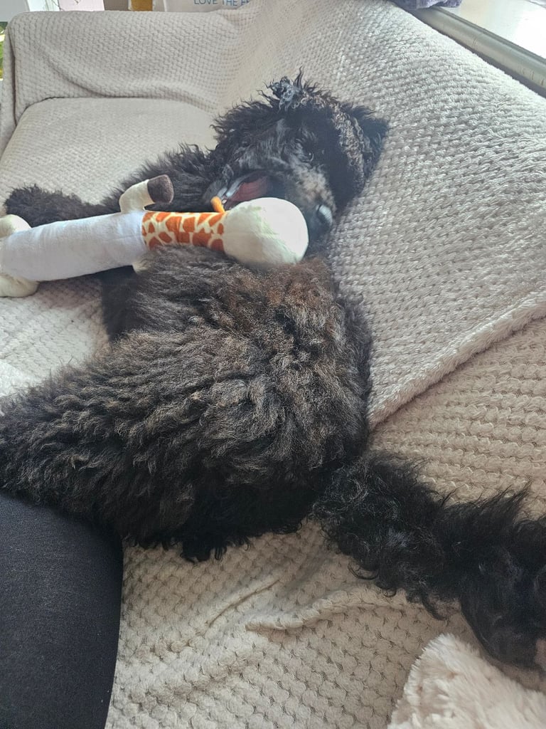 Standard poodle 6 months old female