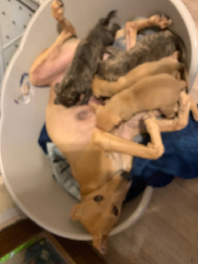 Lurcher pups