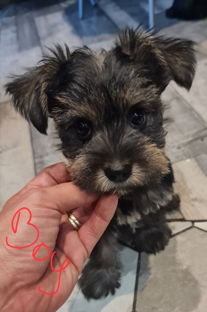 Schnauzer mini + YorkshireTerrier Biewar puppys