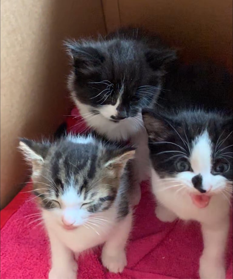 image for kittens 