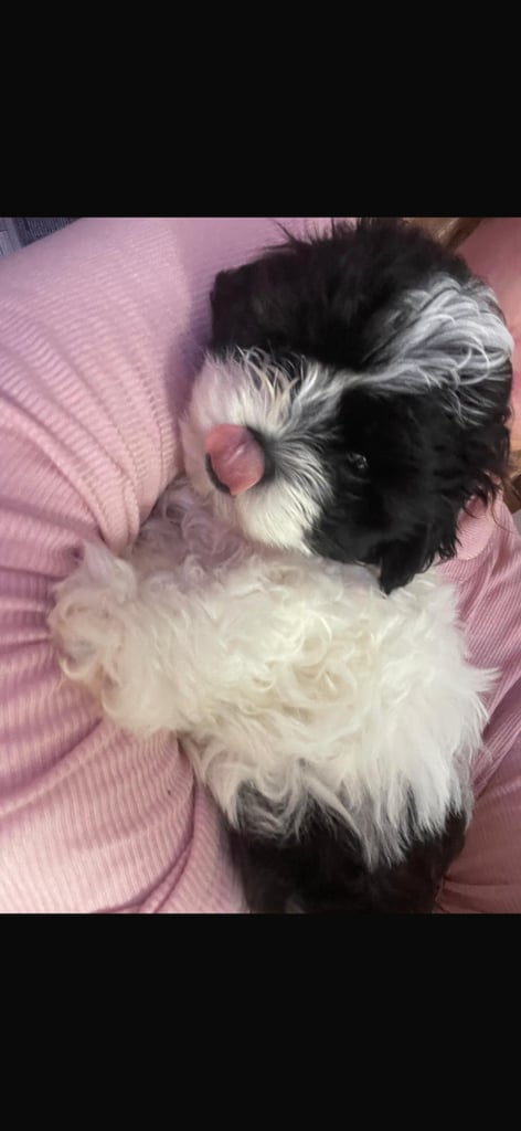 Last female Maltipoo