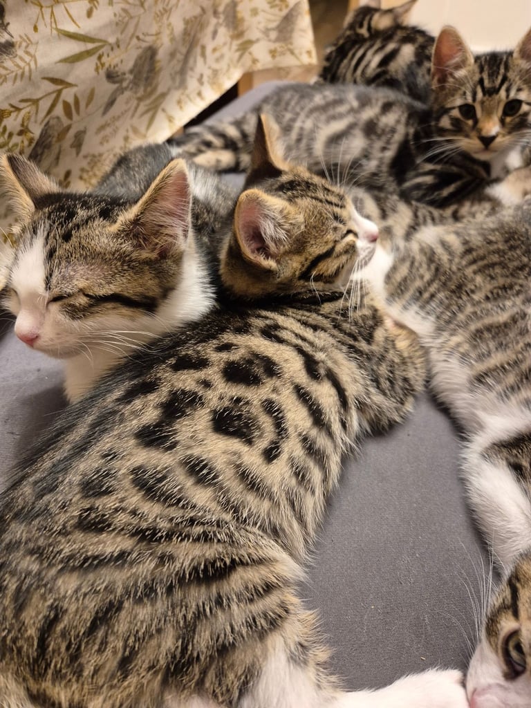 Half bengal kittens