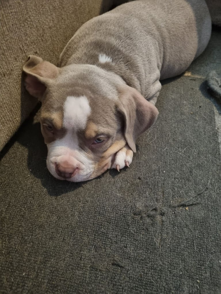 Pocketbully puppies 