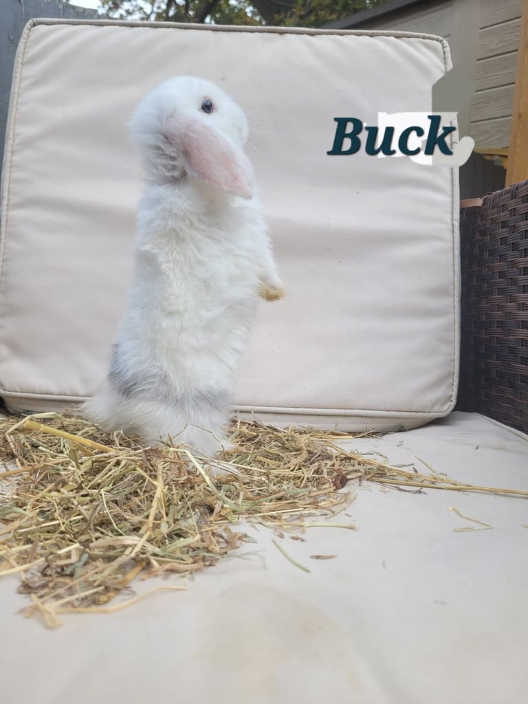 image for Adorable Baby Rabbits Ready for Loving Homes – £65 Each