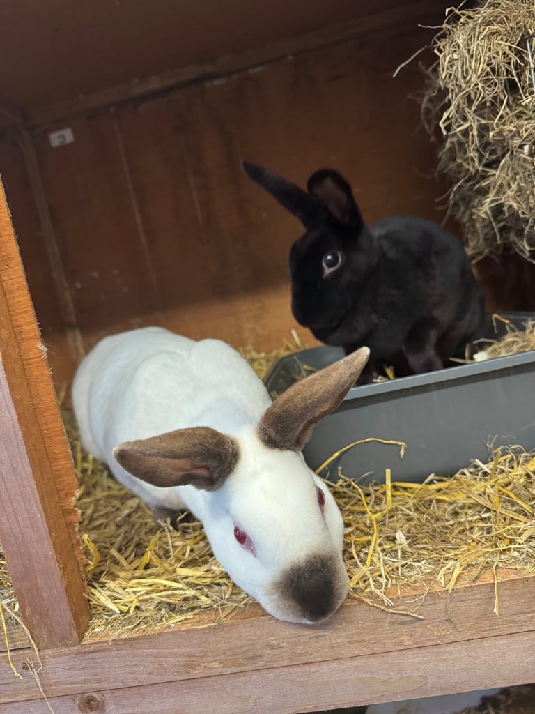 image for Mini Rex Sisters