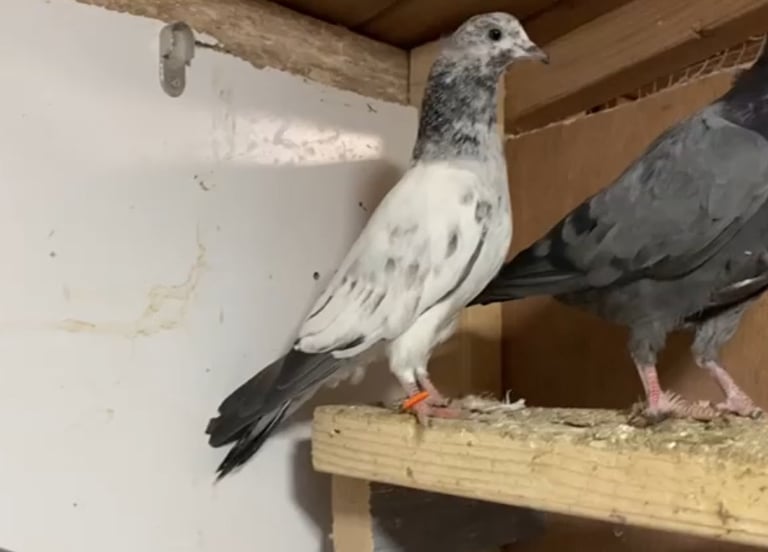 Pakistani Hi- flying  pigeons 