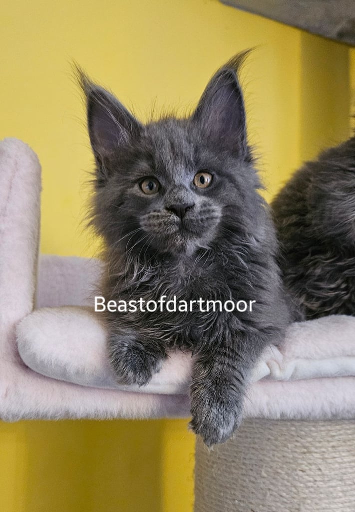 TICA Registered Maine Coon Kittens 