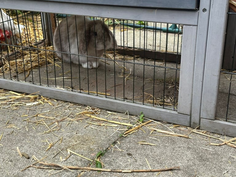 Netherlands dwarf with hutch