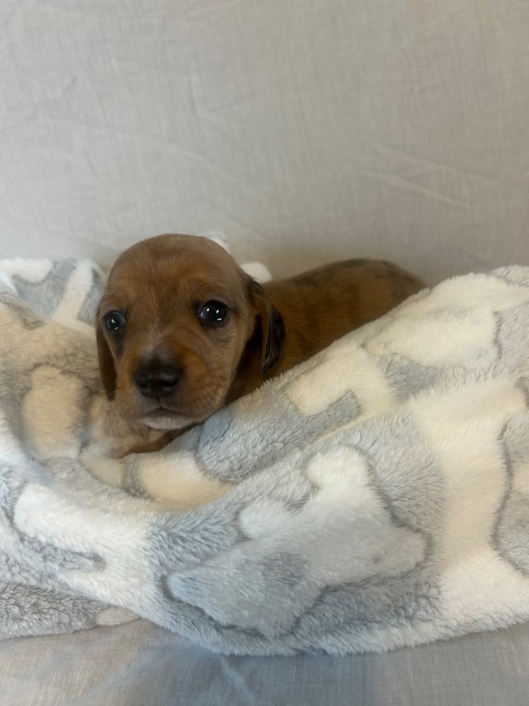 dachshund puppy’s ready to leave next week 