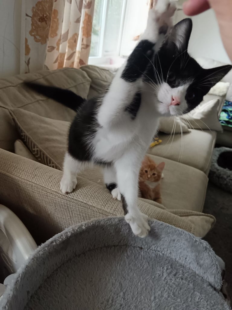 Cats and kitten for sale