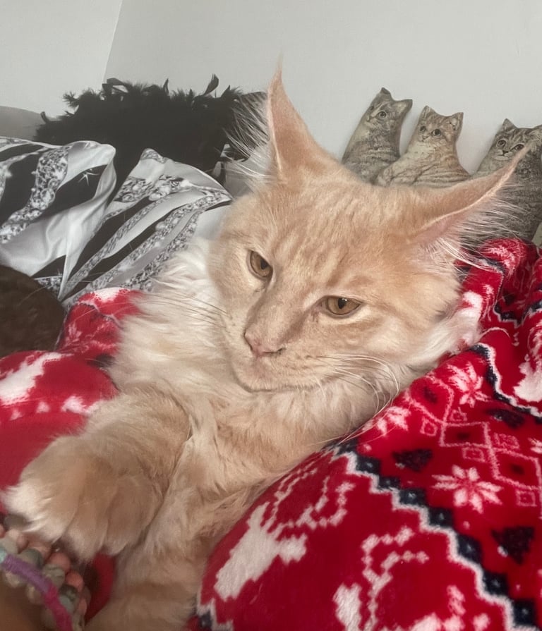 💖 Maine Coon Kitten Boy Looking for a Loving Home 💖