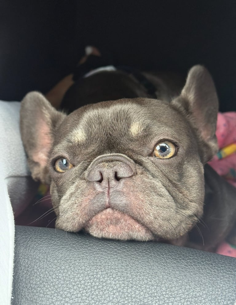 French Bulldog