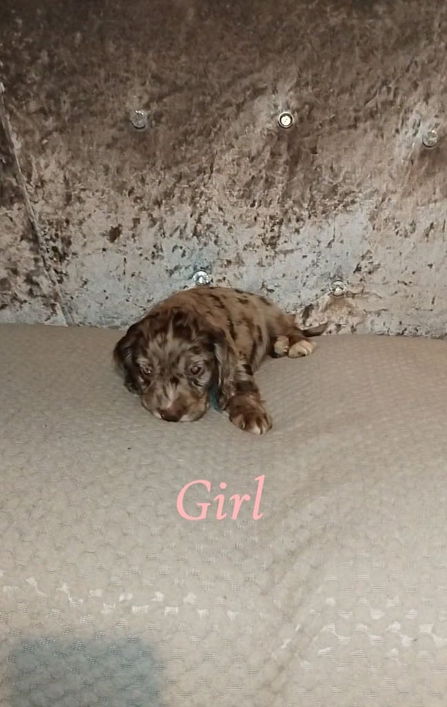 Cocker spaniel puppies 