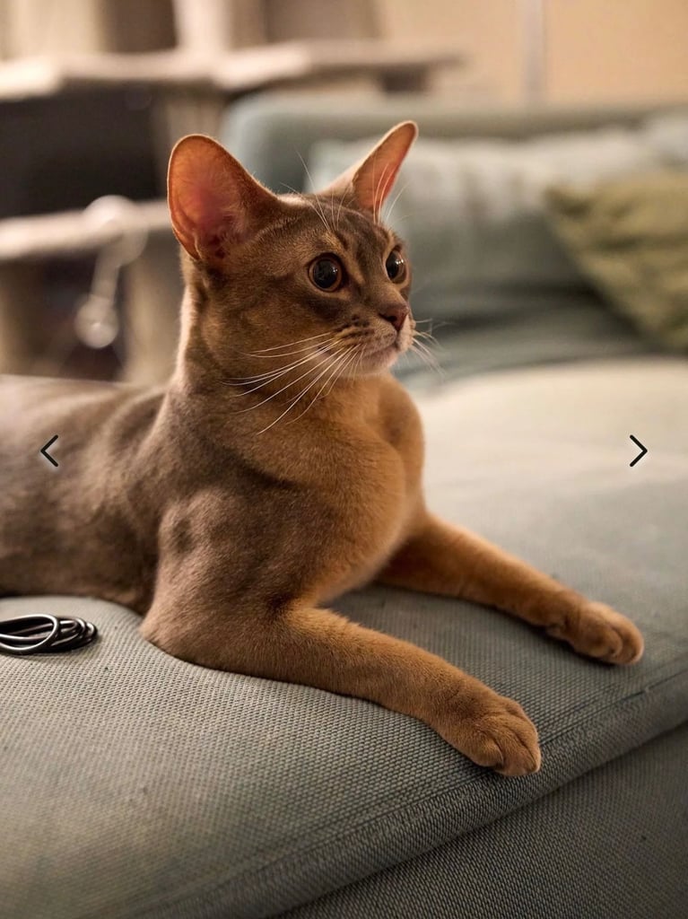 Abbyssinian