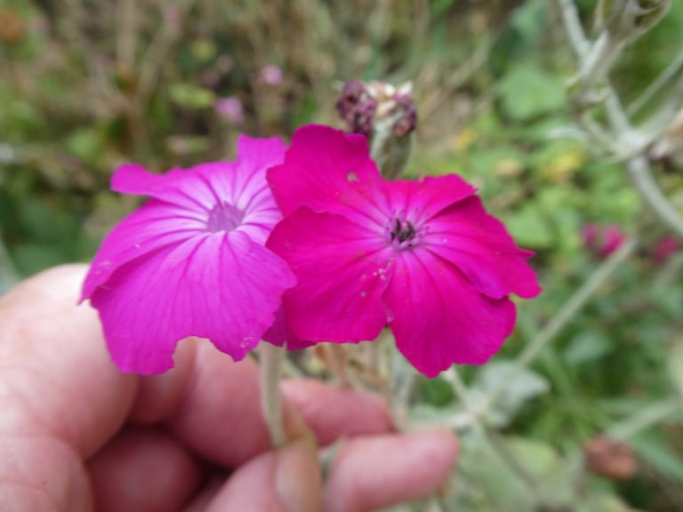 Lychnis coronaria deep cerise/magenta: plant or seeds (ALSO of white or pink& white) from Touchwood
