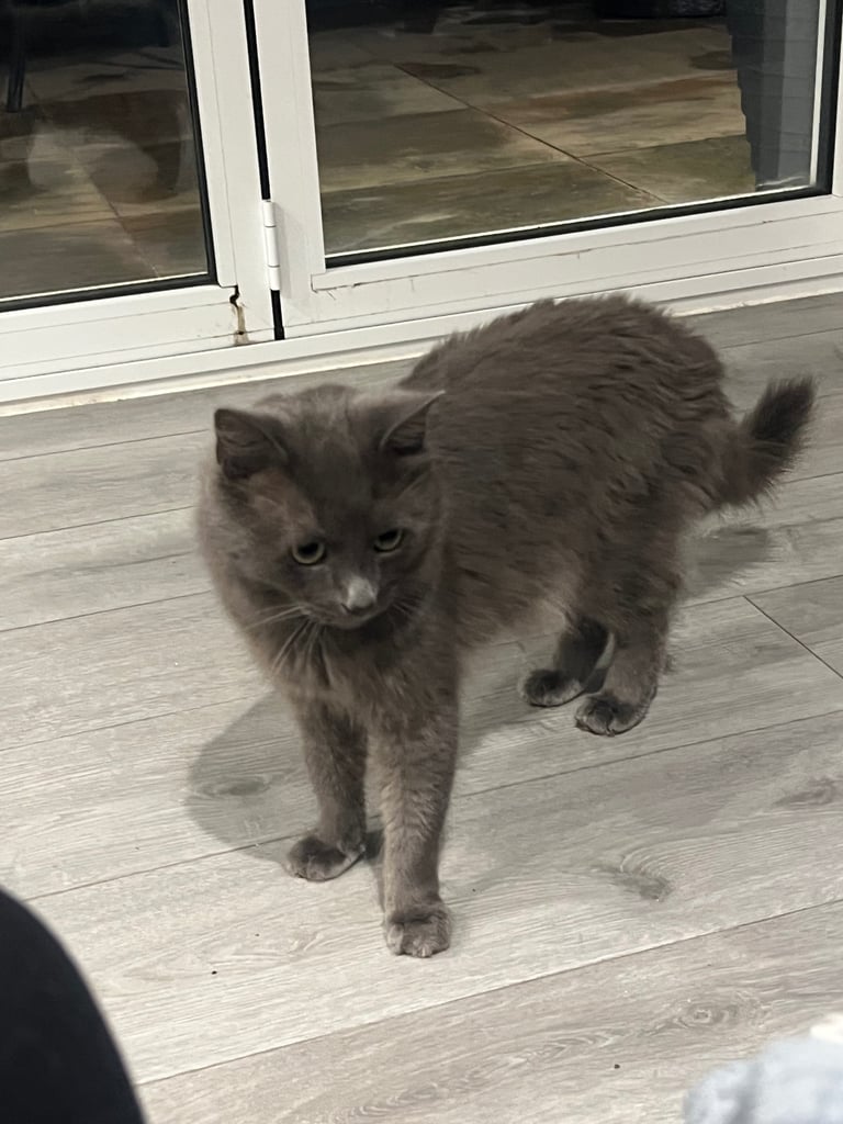 British blue grey long hair 