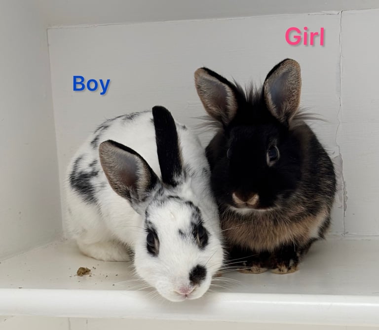 🐰Bunnies looking for new home🏡❤️❤️
