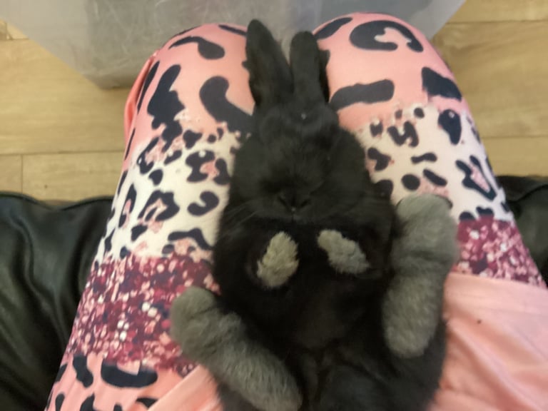 Baby rabbits 