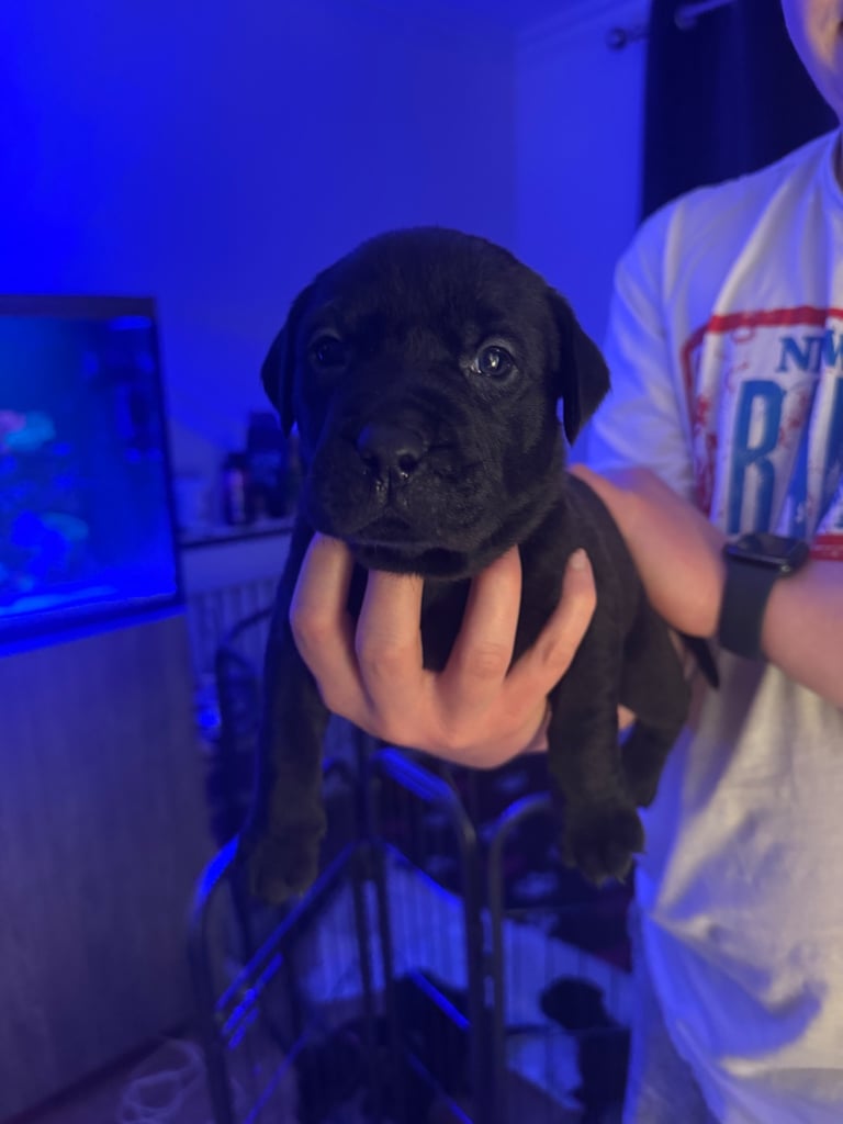 Labrador cross puppies🐶