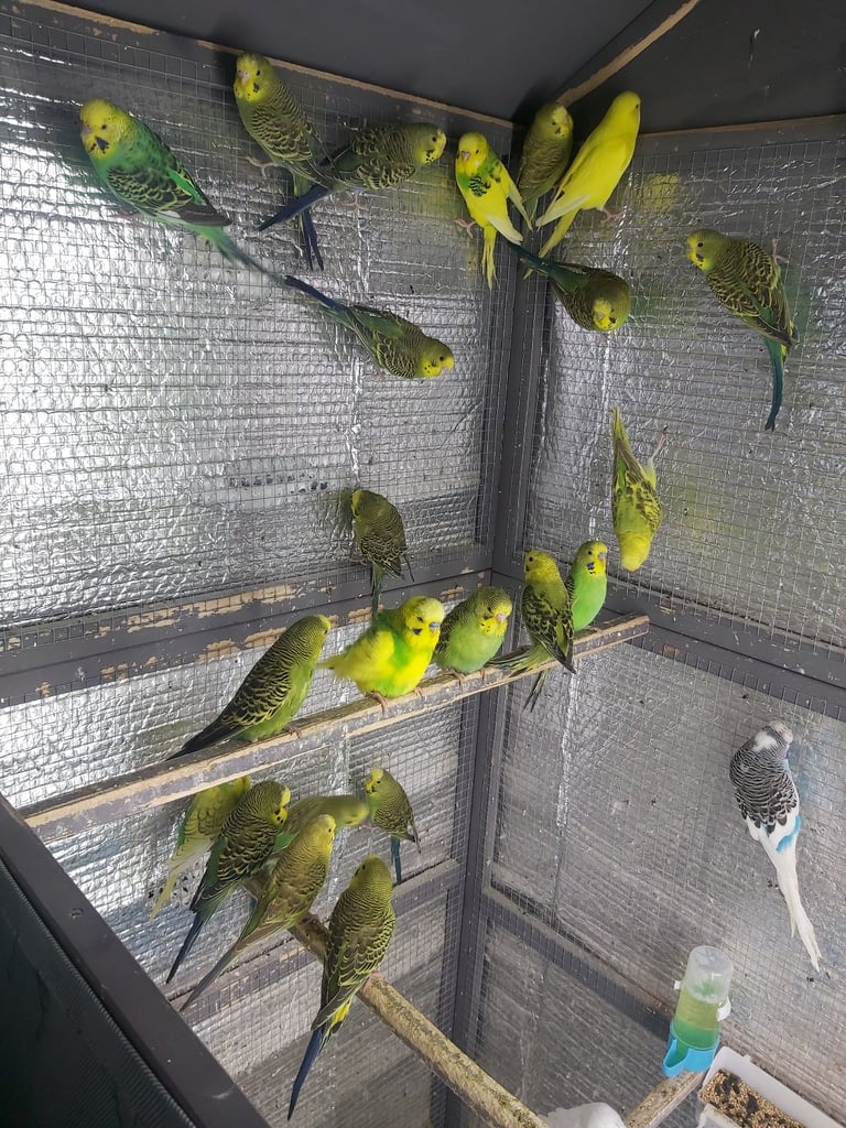 Budgies 