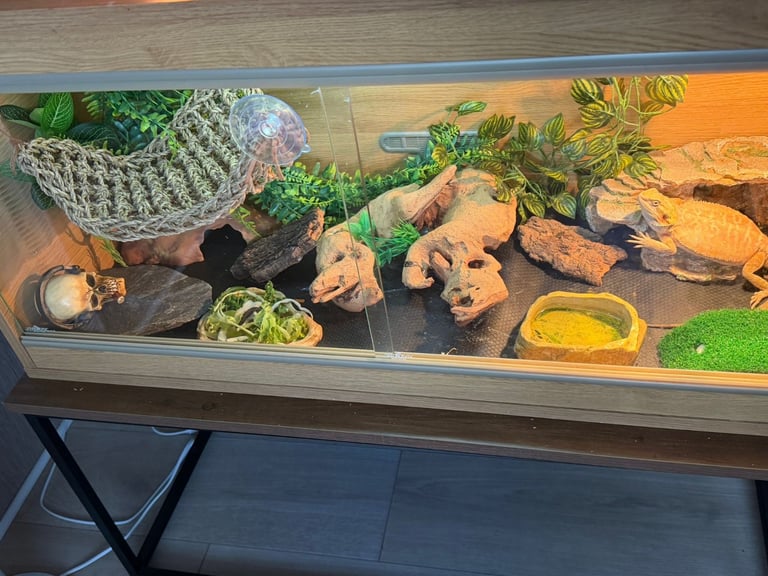 image for Bearded dragon 