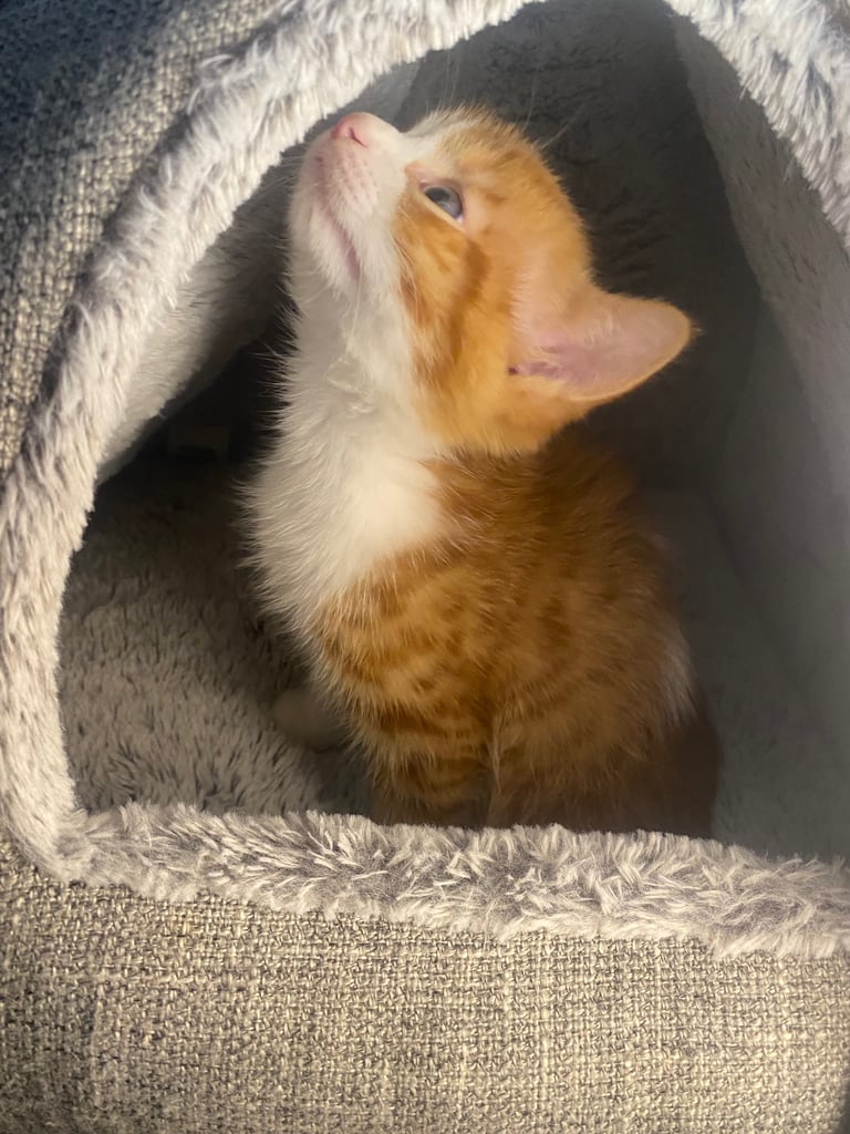 Male White And Ginger Kitten Ready For A New Home 🏡 