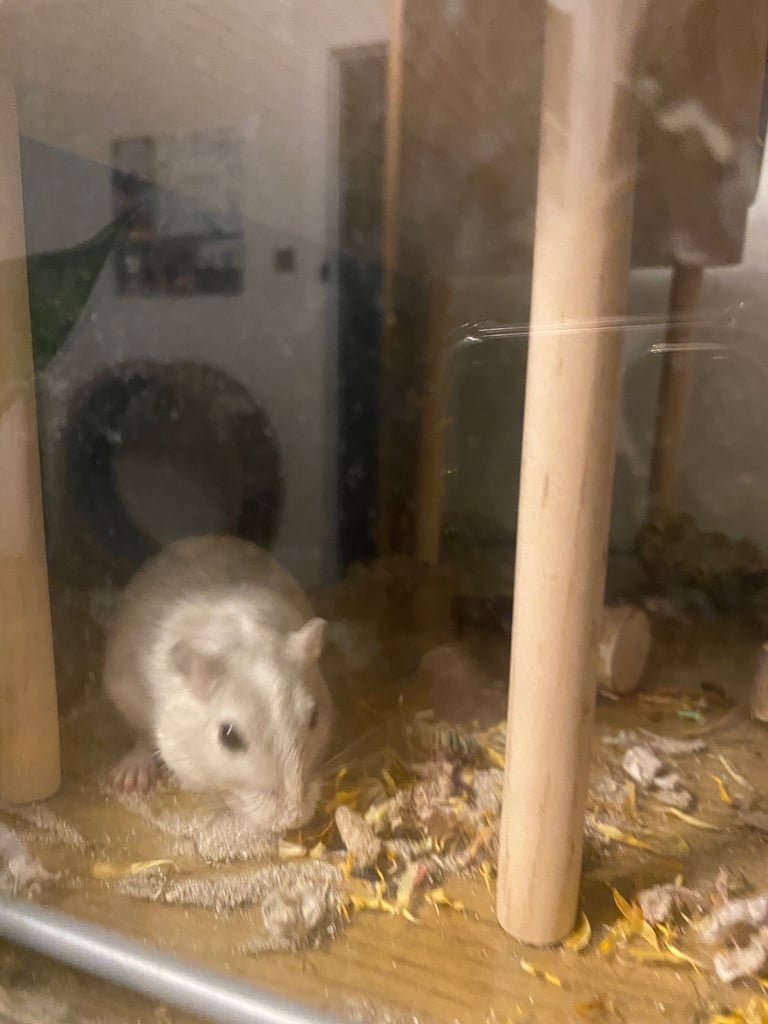 Detolf ikea tank and 2 gerbils 