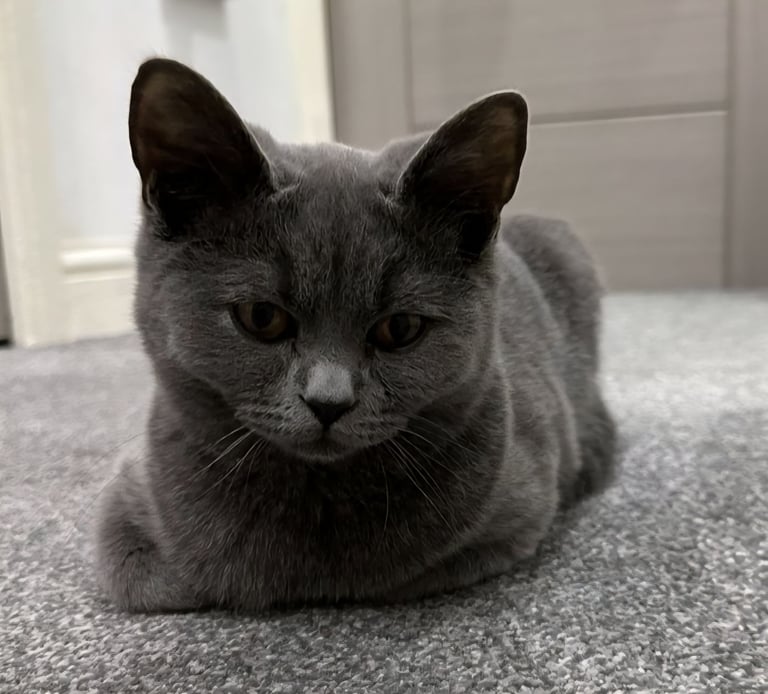 British Shorthair 