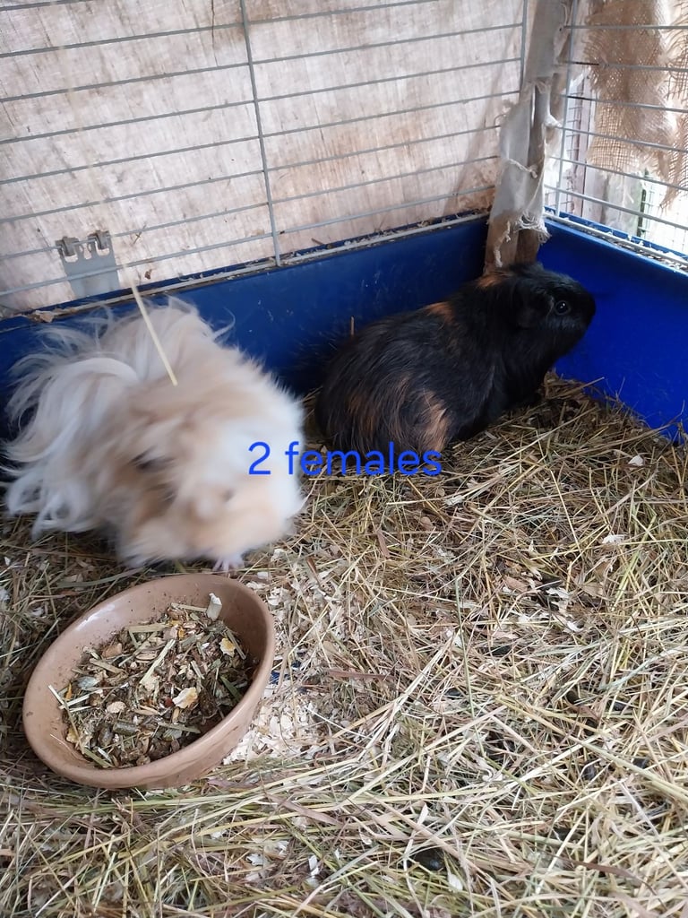 Guinea pig for sale