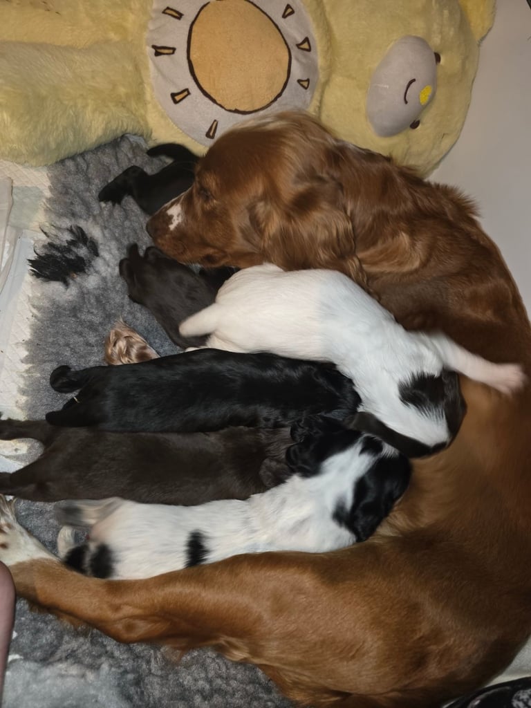 Cocker spaniel puppys