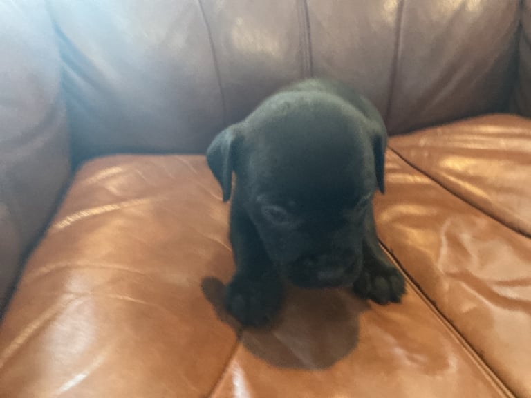 Staff x BullMastiff 4 Left 
