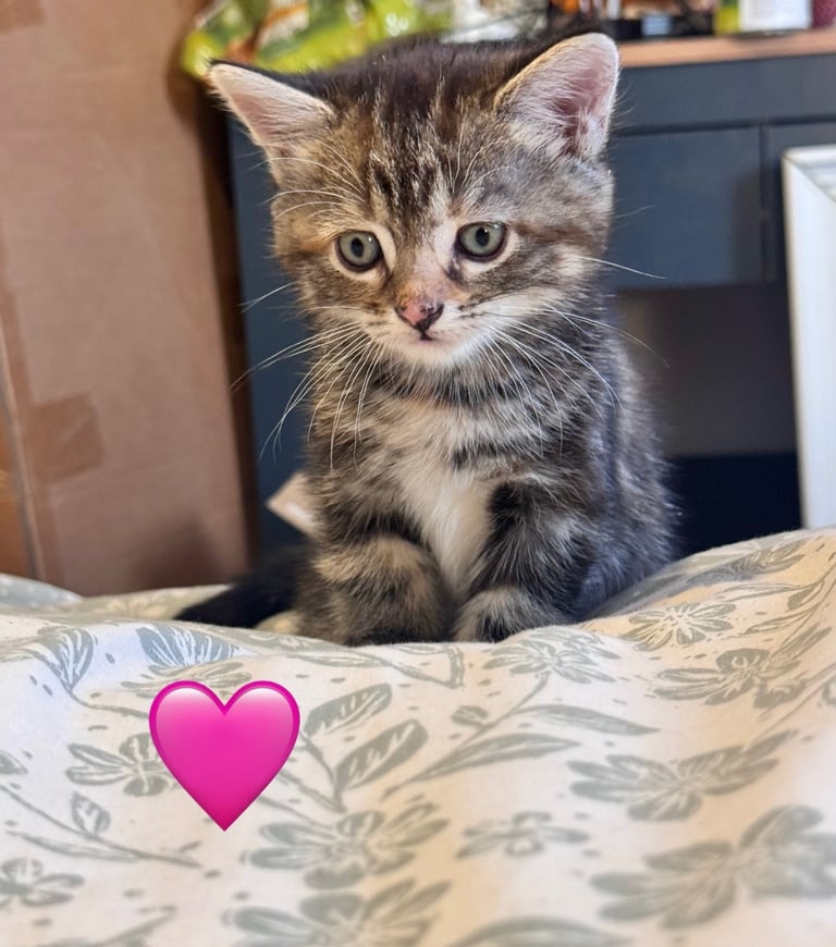 5 beautiful fluffy kittens (mum is half maine coon) 