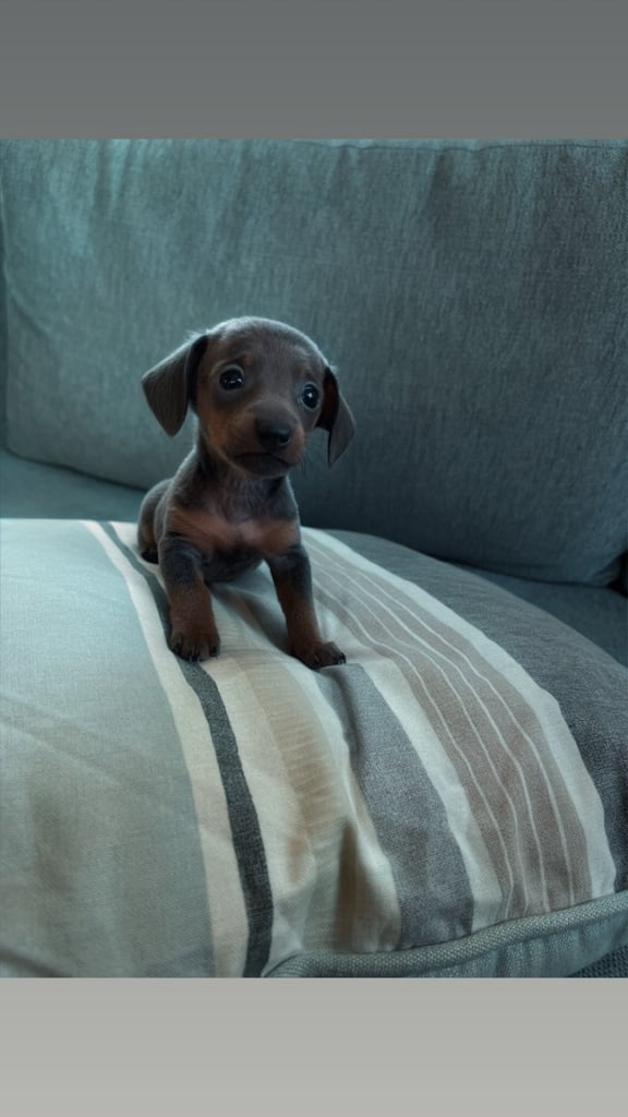 Miniature dachshund ONLY 3 left 