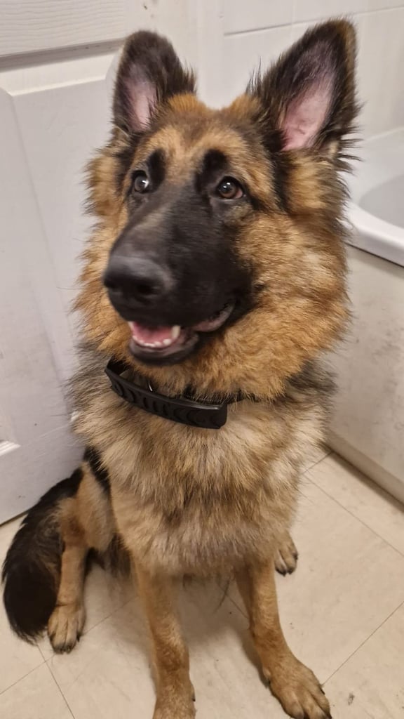 10 month old German Shepherd