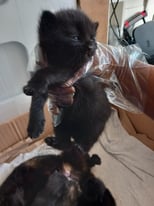 Beautiful twin black kittens available 